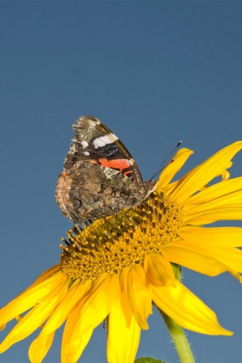 Insects Photos by Josip Cutunic