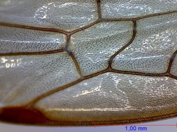Wasp under the microscope - Close-up of a wing