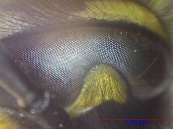 Wasp under the microscope - Eye compound