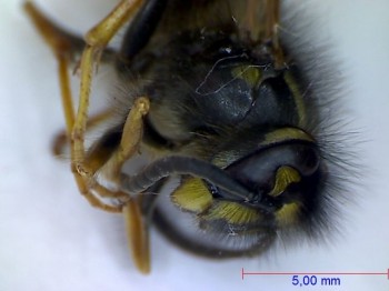 Wasp under the microscope - Head and thorax