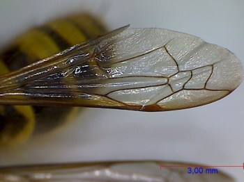 Wasp under the microscope - Wing