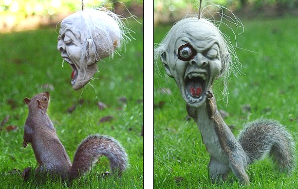 Squirrel vs. Halloween mask - Funny Photos