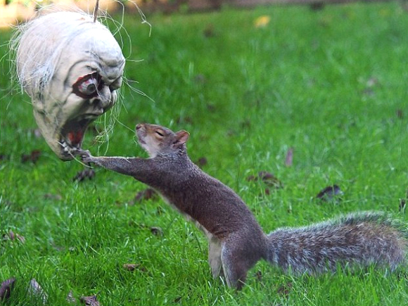 Squirrel vs. Halloween mask - Funny Photos