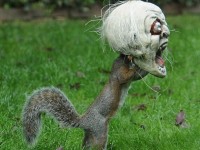 Squirrel vs. Halloween mask - Funny Photos