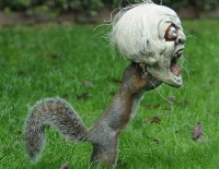 Squirrel vs. Halloween mask - Funny Photos