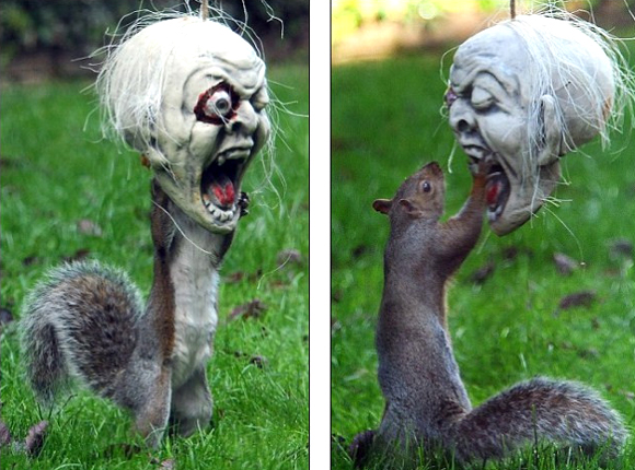 Squirrel vs. Halloween mask - Funny Photos