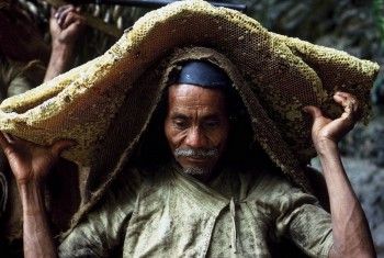 Nepal's honey hunters on Himalayan cliff