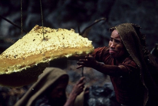 Nepal's honey hunters on Himalayan cliff