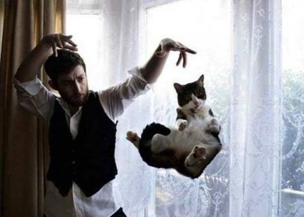 Amazing moments of funny cats