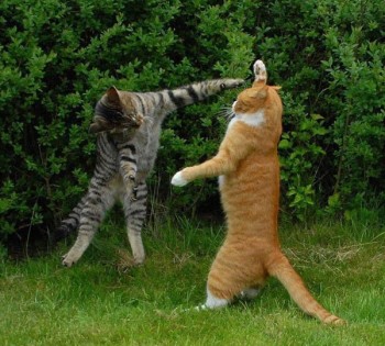 Amazing moments of funny cats