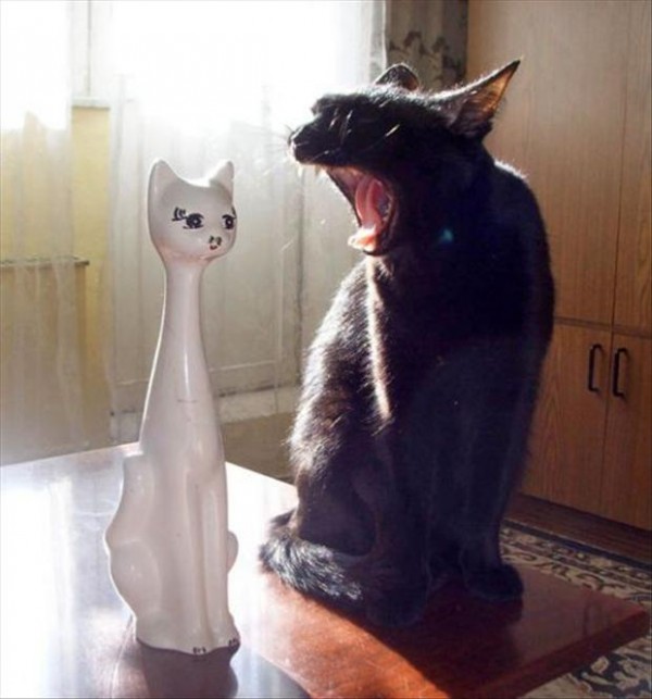 Amazing moments of funny cats