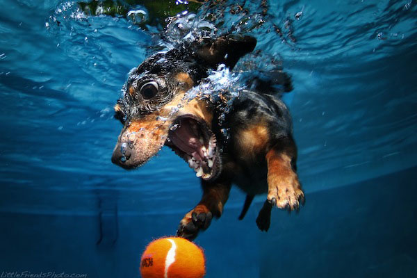 Funny Photos of Underwater Dogs