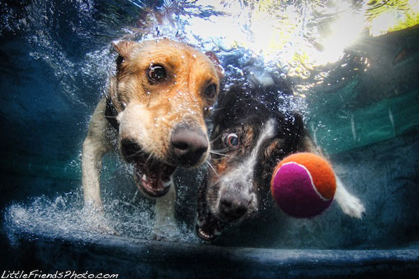 Funny Photos of Underwater Dogs