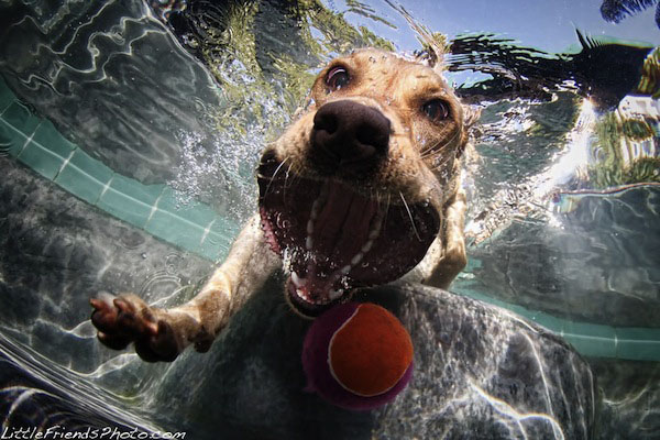 Funny Photos of Underwater Dogs