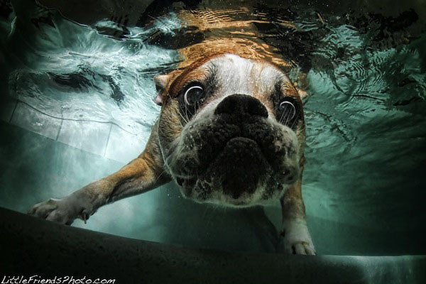 Funny Photos of Underwater Dogs