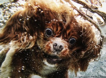 Funny Photos of Underwater Dogs