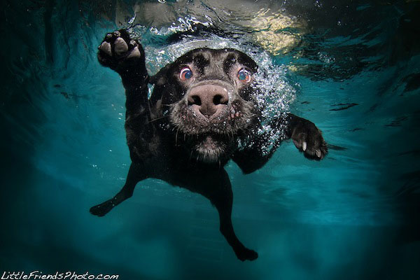 Funny Photos of Underwater Dogs