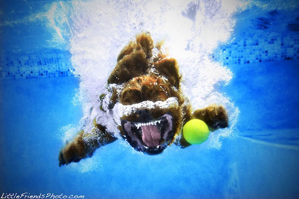 Funny Photos of Underwater Dogs