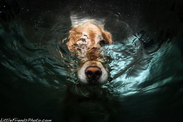 Funny Photos of Underwater Dogs