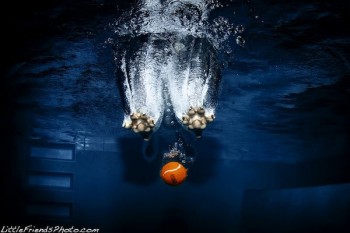 Funny Photos of Underwater Dogs