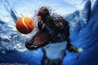 Funny Photos of Underwater Dogs