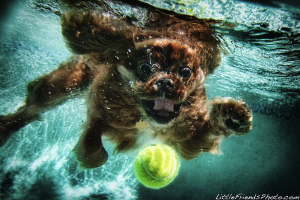 Funny Photos of Underwater Dogs