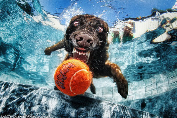 Funny Photos of Underwater Dogs