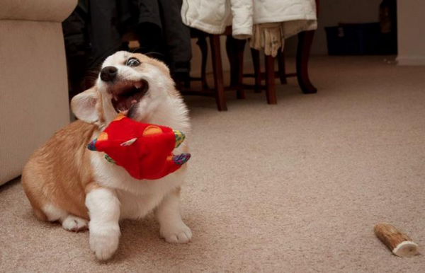 Hilarious photos of Puppies