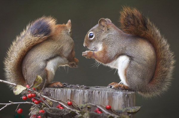 Kung fu squirrels - Squirrels fight for food.