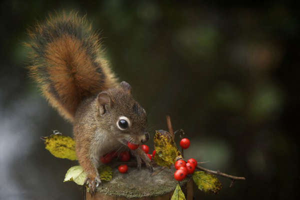 Kung fu squirrels - Squirrels fight for food. 