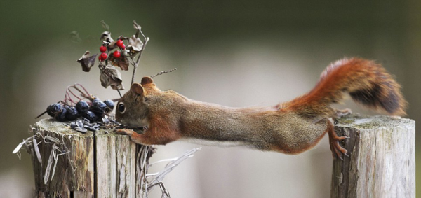 Kung fu squirrels - Squirrels fight for food. 