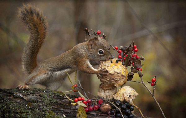 Kung fu squirrels - Squirrels fight for food. 