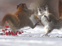 Kung fu squirrels - Squirrels fight for food.