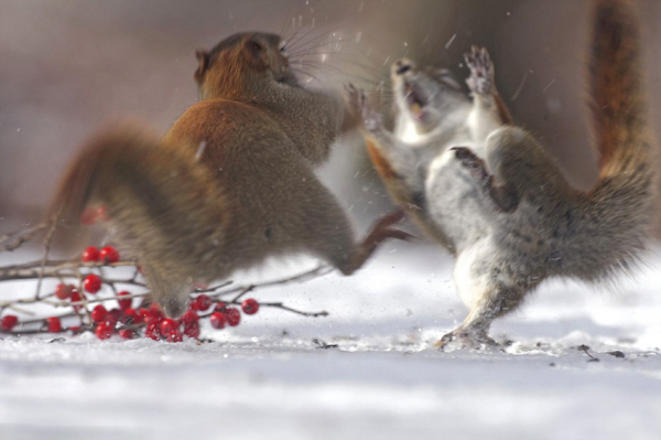 Kung fu squirrels - Squirrels fight for food.