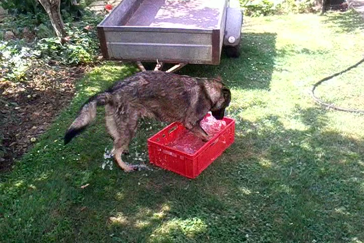 Smart dog cools himself with water