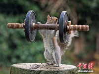 Squirrel Bodybuilder