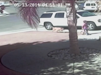 Brave Cat Saves Young Boy from Dog Attack