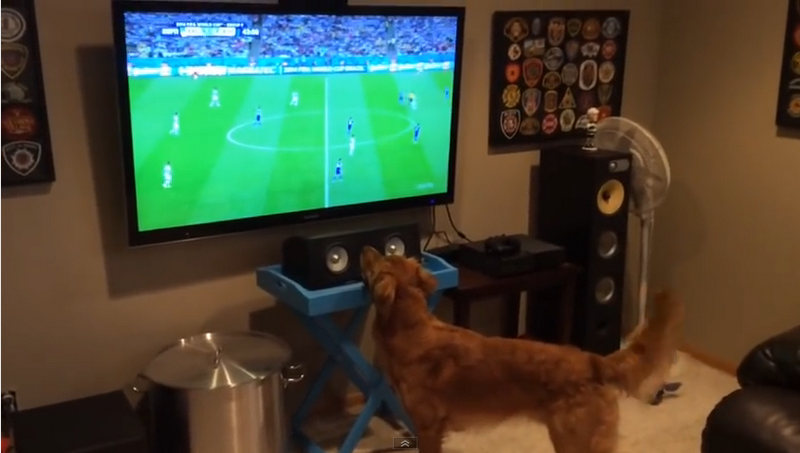 Sports loving dog watching the World Cup