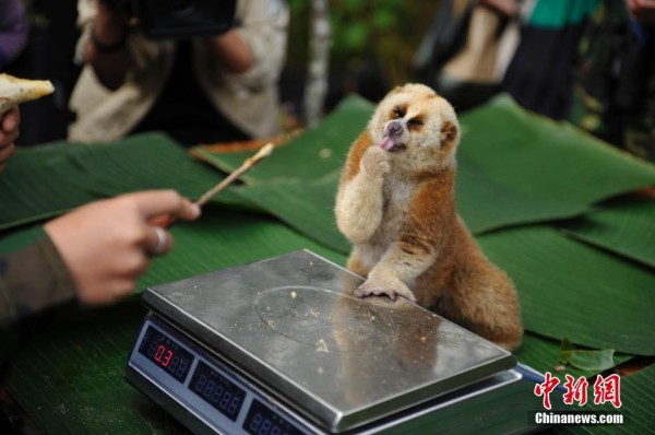 Funny photos of wild animals in China