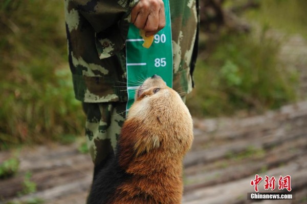 Funny photos of wild animals in China