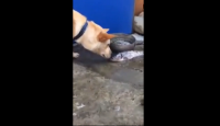 Amazing dog saves fish