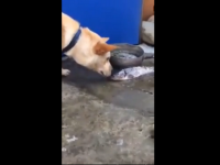 Amazing dog saves fish