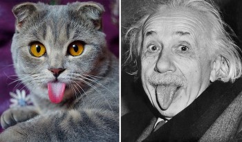 Cat looks like Albert Einstein