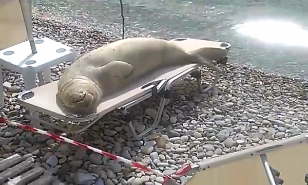 Mediterranean monk seal sunbathing on lounger