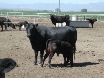 About Cattle and Bull breeding