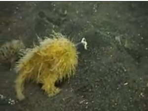 Crazy Hairy Frogfish