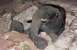 Baby elephant trapped in