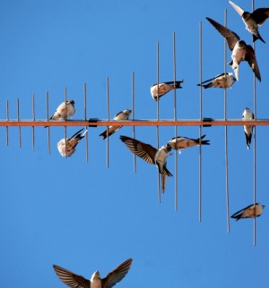 Swallows are excellent fliers