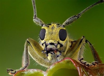 Stunning close-ups of Insects