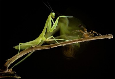 Stunning close-ups of Insects